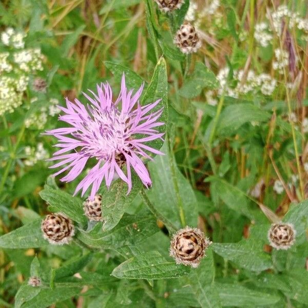 Centaurea napifolia Flors