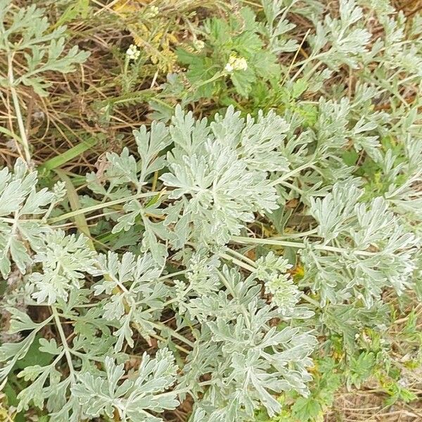 Artemisia absinthium ᱥᱟᱠᱟᱢ