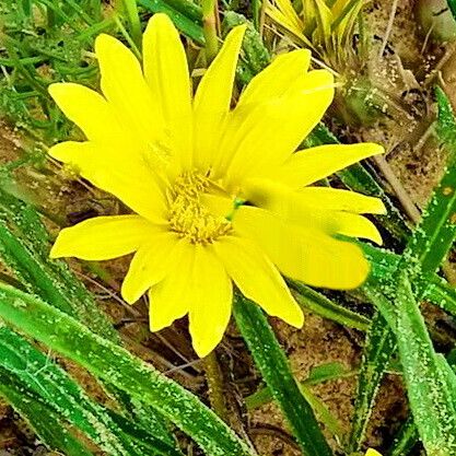 Gazania krebsiana 花