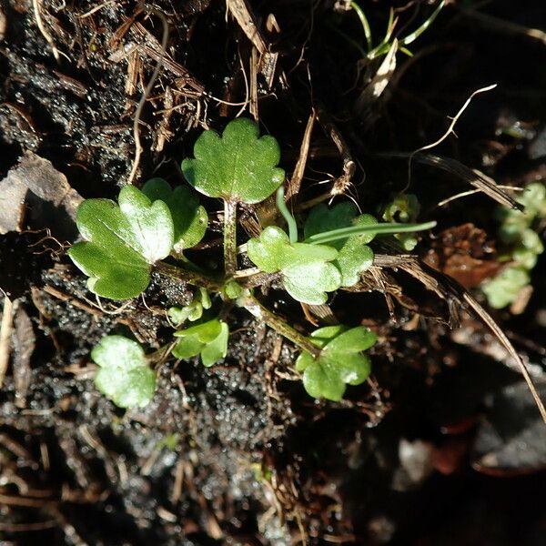 Ranunculus sceleratus 葉