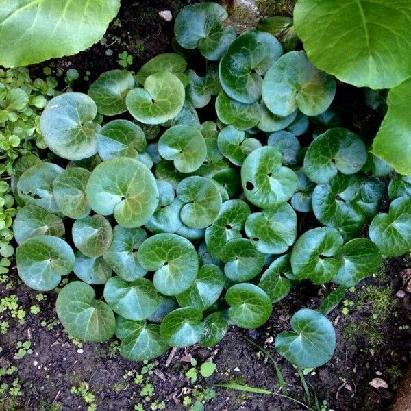 Asarum europaeum Natur