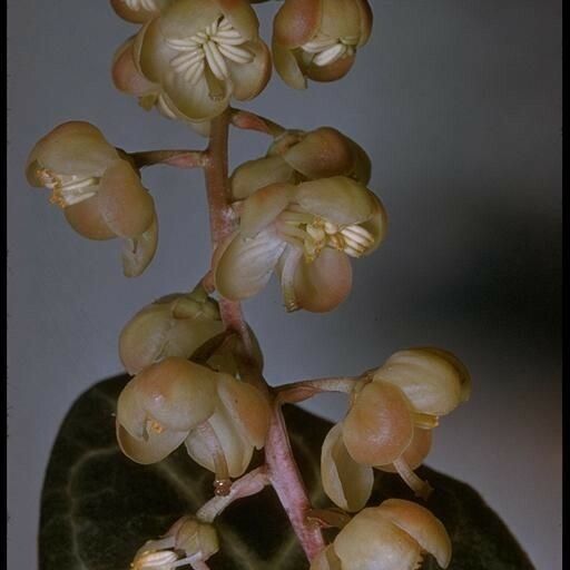 Pyrola picta Ffrwyth