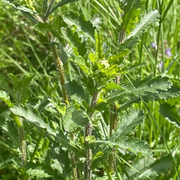 Leucanthemum vulgare Cvet