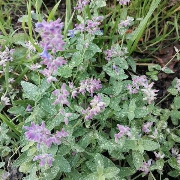 Nepeta cataria عادت داشتن