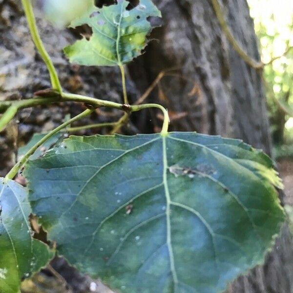 Populus nigra 葉