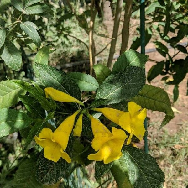 Tecoma stans Flower