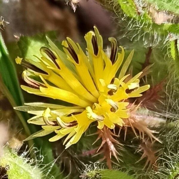 Centaurea benedicta Flors
