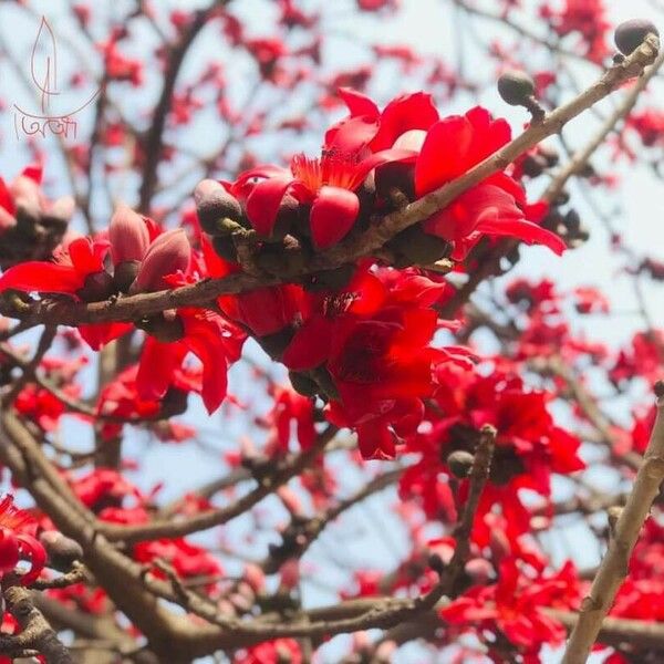 Bombax ceiba Flower