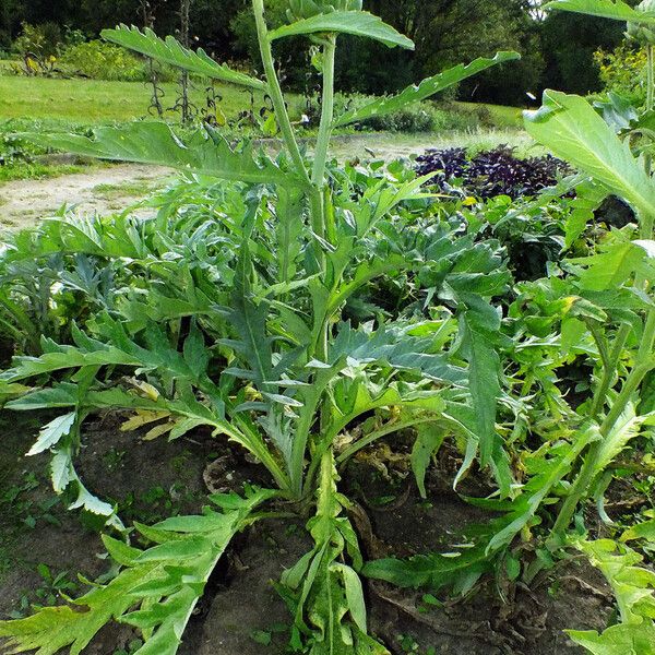 Cynara cardunculus Habitus