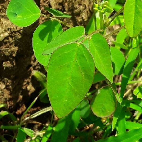 Oxalis barrelieri Leaf