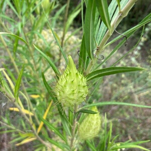 Gomphocarpus fruticosus Kvet