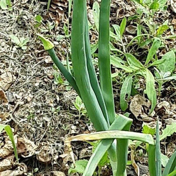 Allium fistulosum Лист