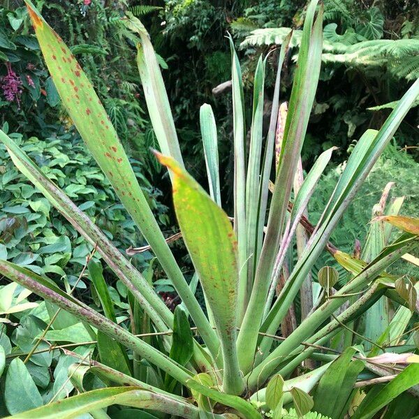 Werauhia ororiensis ശീലം