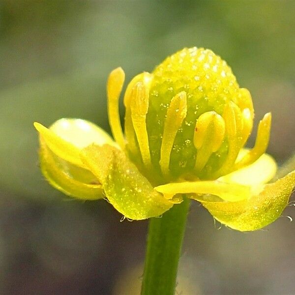 Ranunculus sceleratus Blüte