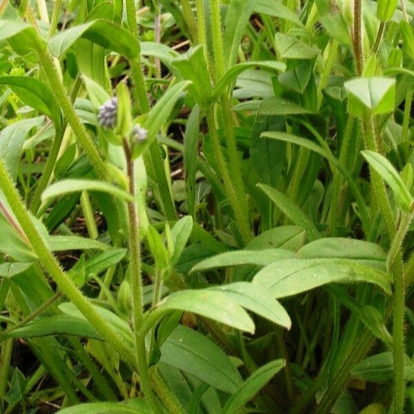 Myosotis discolor Folla