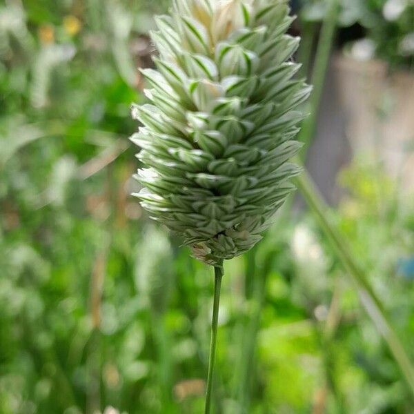 Phalaris canariensis Flower