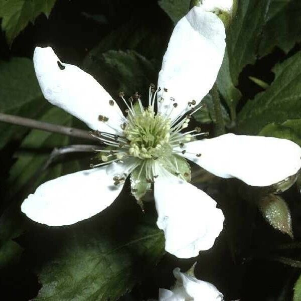 Rubus flagellaris Flower