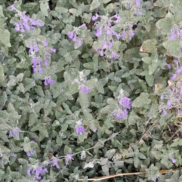 Nepeta racemosa Характер