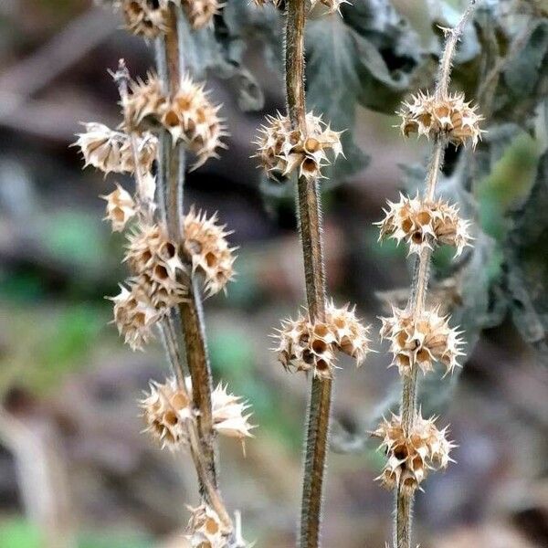 Marrubium vulgare বাকল