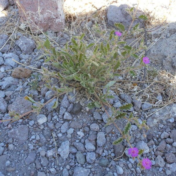 Allionia incarnata Habit