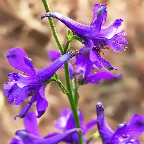 Delphinium pentagynum Flower