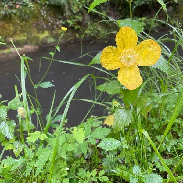 Papaver cambricum Flors