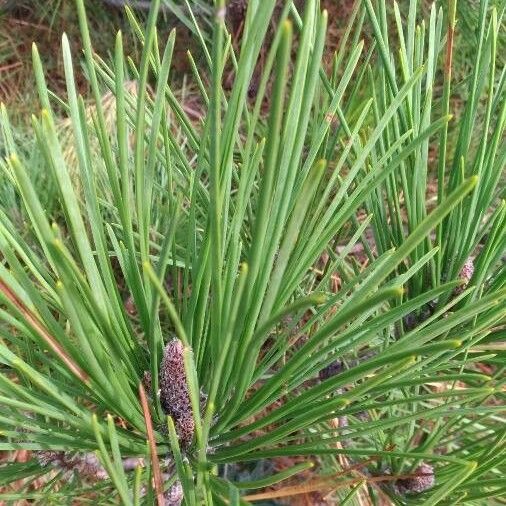 Pinus pinaster Levél