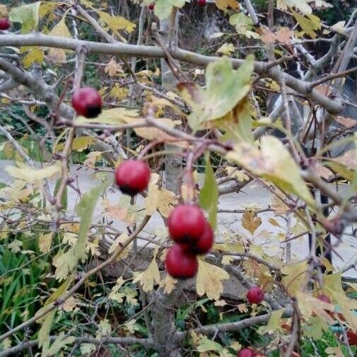 Crataegus laevigata Fruit