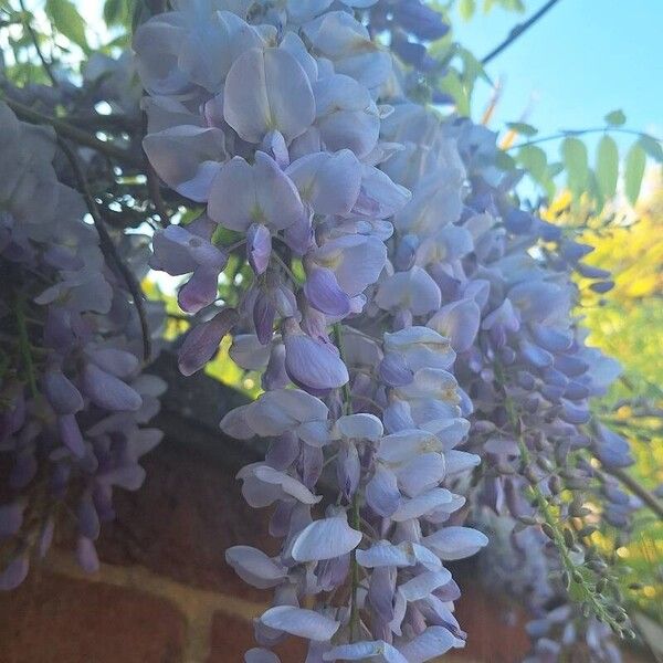 Wisteria floribunda Flor