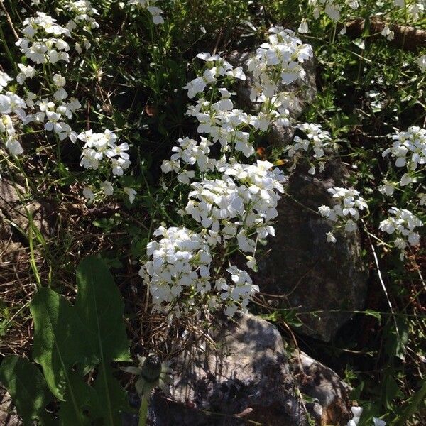 Kernera saxatilis Flower