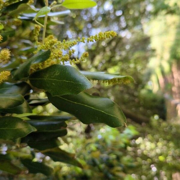 Quercus ilex Листок