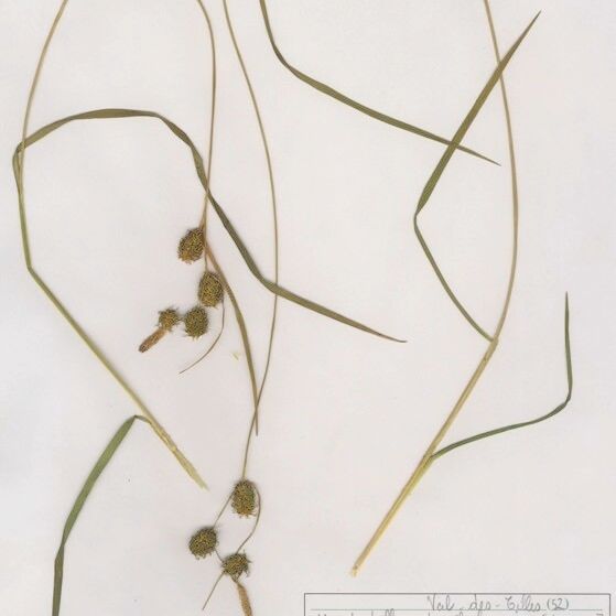Carex lepidocarpa Habit