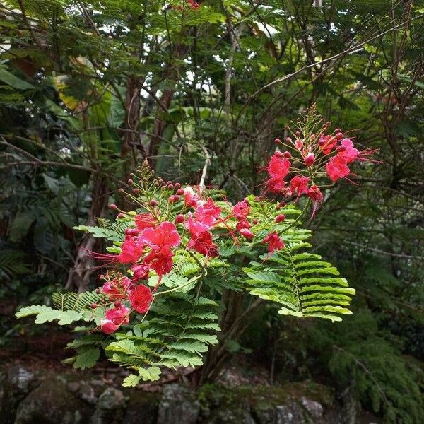 Caesalpinia pulcherrima Cvet