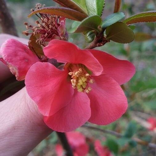 Chaenomeles japonica Blomst