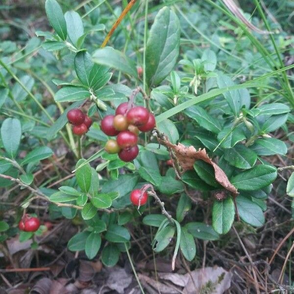 Ilex vomitoria Frugt