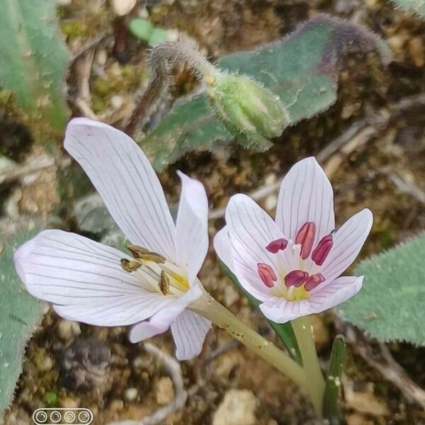 Colchicum cupanii 花