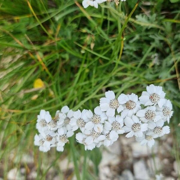 Achillea clavennae Flor