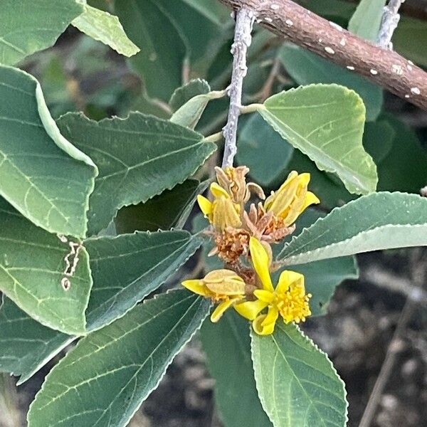 Grewia bicolor Листок