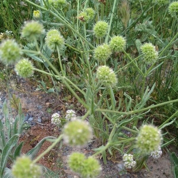 Valeriana coronata Floare