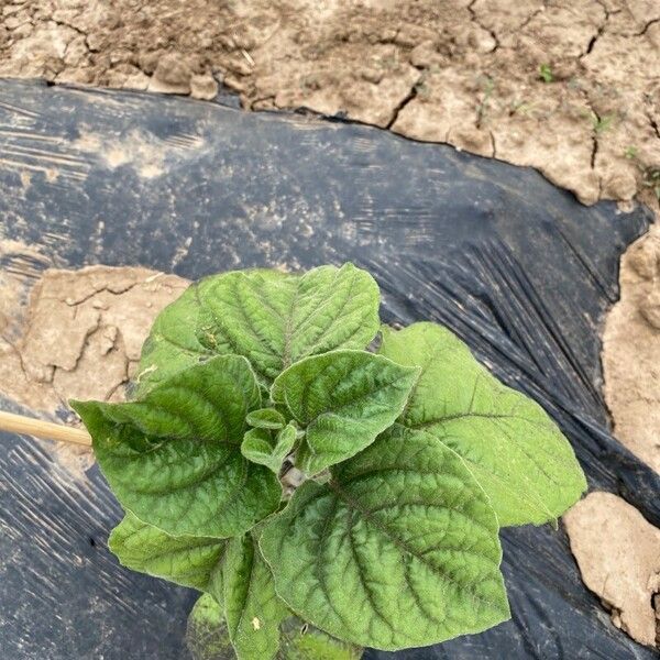 Physalis peruviana Leaf