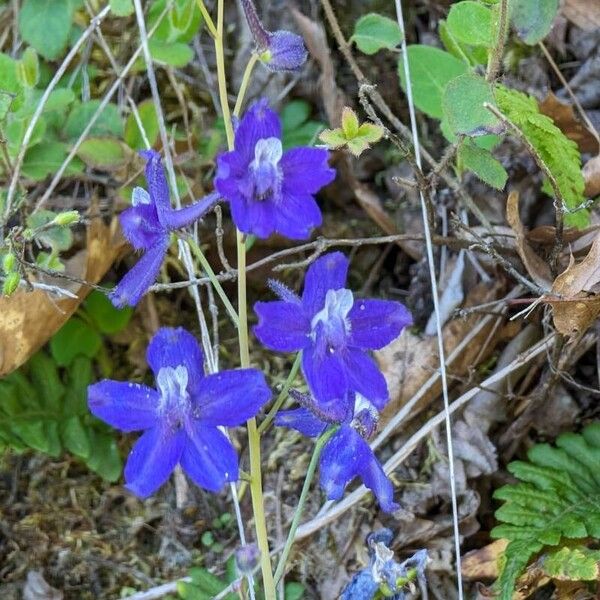 Delphinium menziesii 花