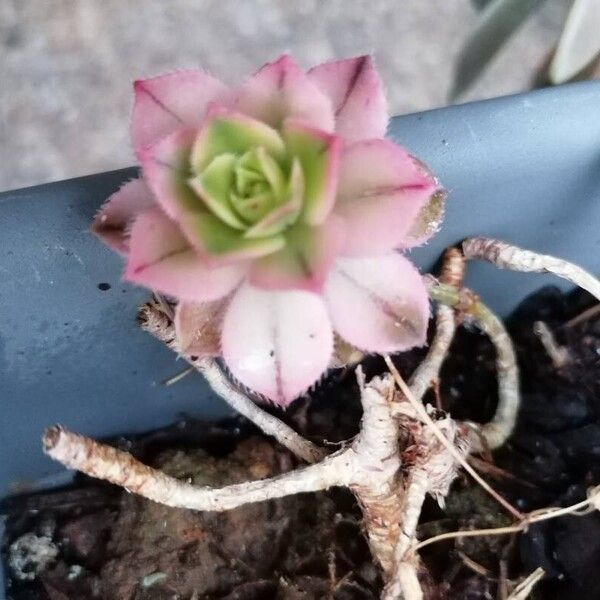 Aeonium haworthii Flower