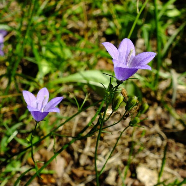 Campanula rotundifolia Floro