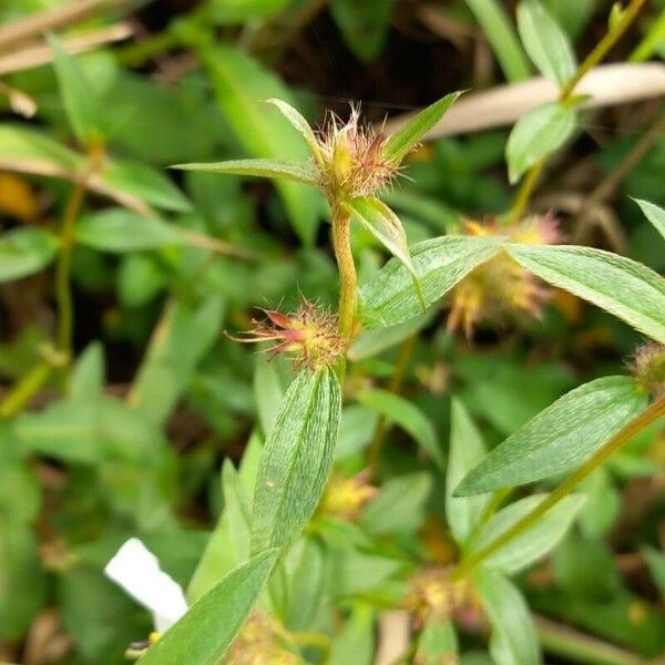 Pterolepis glomerata Blatt