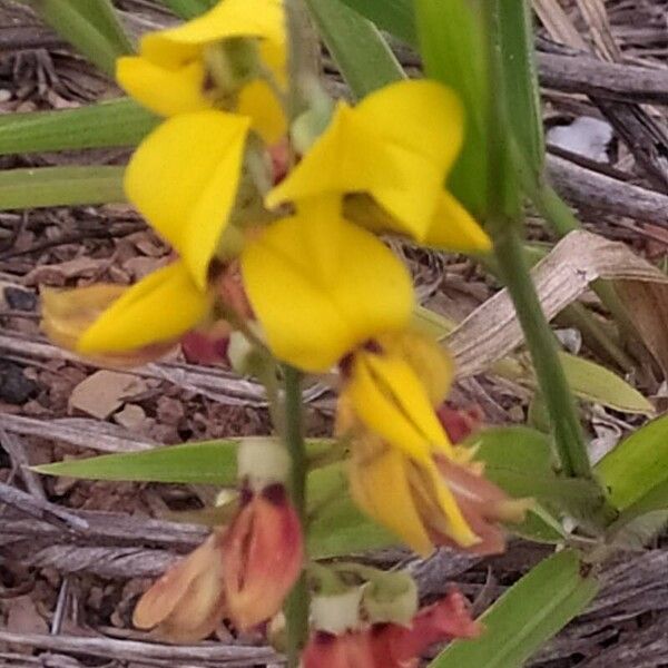 Crotalaria pumila Flower