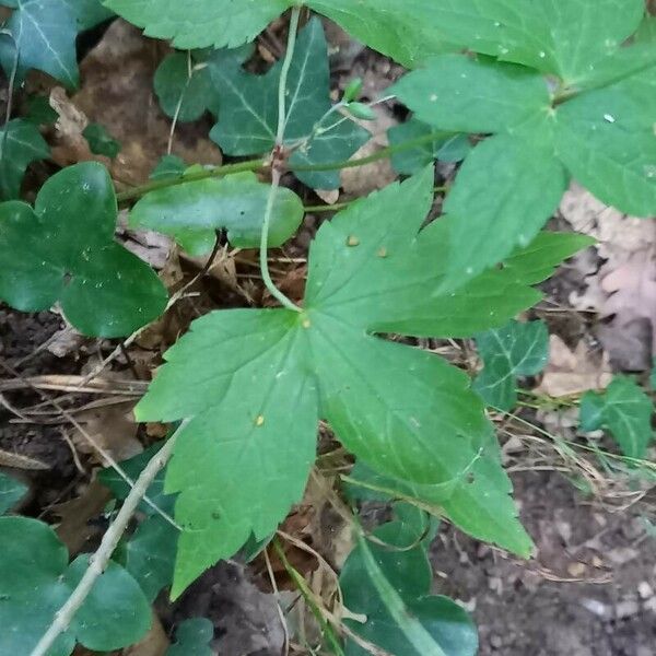 Geranium nodosum পাতা