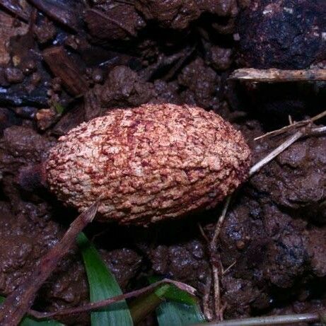 Minquartia guianensis Fruit