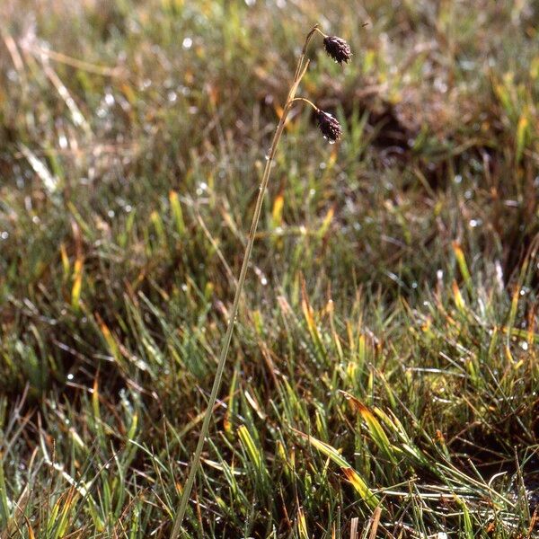 Carex atrofusca Habitus