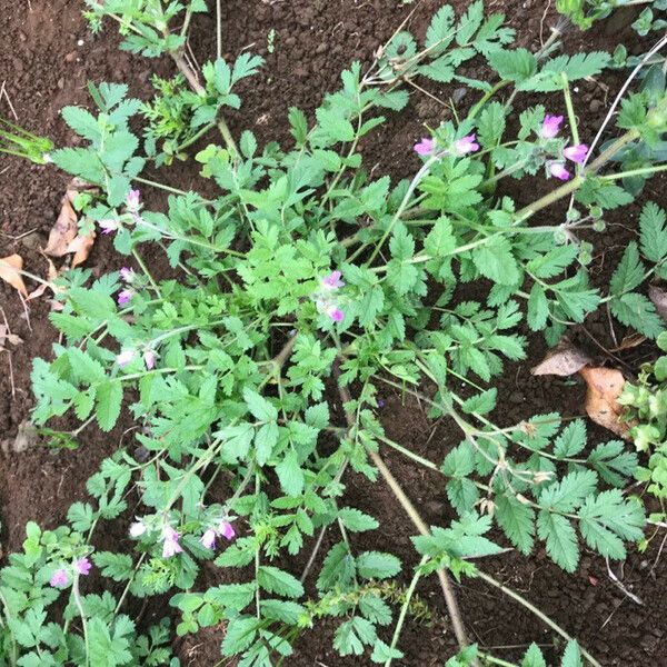 Erodium moschatum फूल