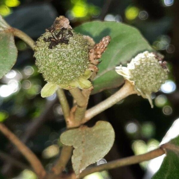 Croton guatemalensis Fruit